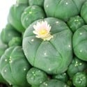 Peyote con Pups (Lophophora williamsii)