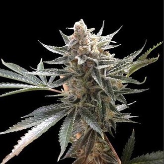 Tangie (Reserva Privada) feminizada
