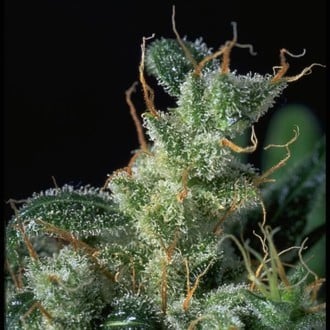 Kali Mist (Serious Seeds)