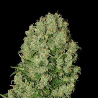 White Russian (Serious Seeds)