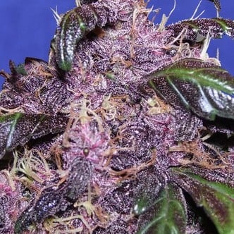 Auto Purple (Original Sensible Seeds) feminizada