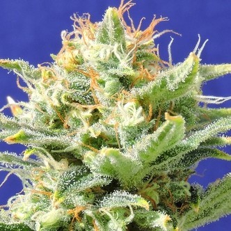 Auto Skunk (Original Sensible Seeds) feminizada