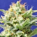 Auto Super Skunk (Original Sensible) feminizada