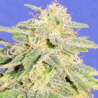 Auto JH (Original Sensible Seeds) feminizada