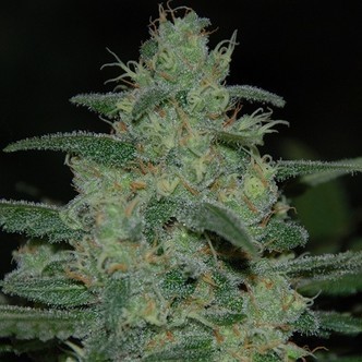 Pure Kush (Original Sensible Seeds) feminizada