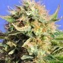 Chronic Lights (Original Sensible) feminizada