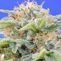 Black Gum (Original Sensible) feminizada