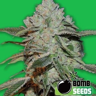 Atomic (Bomb Seeds) feminizada