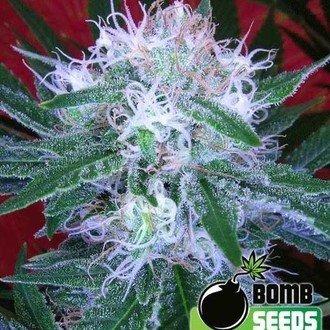 Auto Bomb (Bomb Seeds) feminizada
