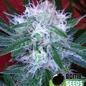 Auto Bomb (Bomb Seeds) feminizada