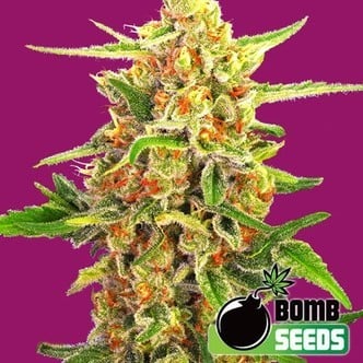 Cherry Bomb (Bomb Seeds) feminized