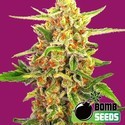 Cherry Bomb (Bomb Seeds) feminized