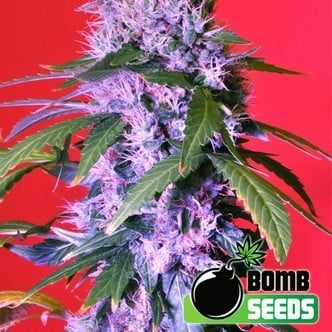 Berry Bomb (Bomb Seeds) feminizada