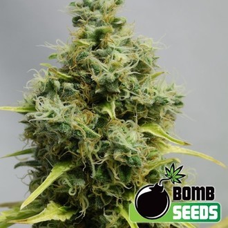 Big Bomb (Bomb Seeds) feminizada