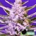 Ice Bomb (Bomb Seeds) feminizada