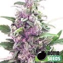 THC Bomb (Bomb Seeds) feminizada