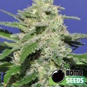 Widow Bomb (Bomb Seeds) feminizada