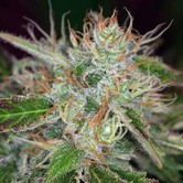 Chernobyl (TGA Subcool) regular