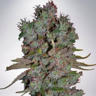 Auto Blueberry Domina (Ministry of Cannabis) feminizada