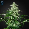 Kalashnikova Autoflowering (Greenhouse Seeds) feminizada