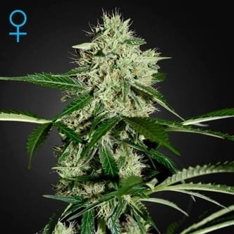 Northern Lights Autoflowering (Greenhouse Seeds) feminizada