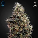 Sweet Mango Autoflowering (Greenhouse Seeds) feminizada