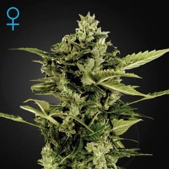 Auto-Bomb Autoflowering (Greenhouse Seeds) feminizada