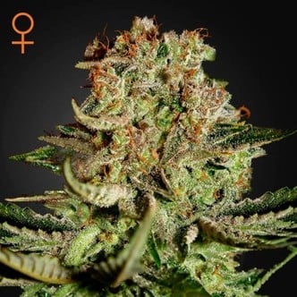 Super Bud (Greenhouse Seeds) feminizada