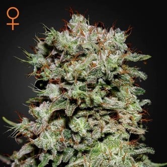 Kalashnikova (Greenhouse Seeds) feminizada