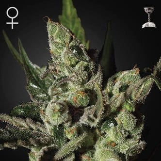 Exodus Cheese (Greenhouse Seeds) feminizada