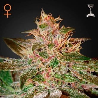 Pure Kush (Greenhouse Seeds) feminizada