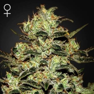 Moby Dick (Greenhouse Seeds) feminizada