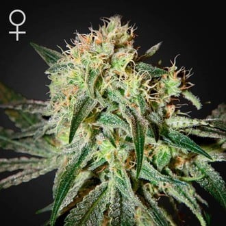 Damn Sour (Greenhouse Seeds) feminizada