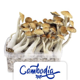 Kit de Cultivo Zamnesia 'Cambodia'