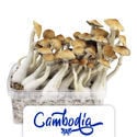 Kit de Cultivo Zamnesia 'Cambodia'