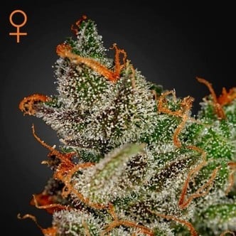 King's Kush (Greenhouse Seeds) feminizada