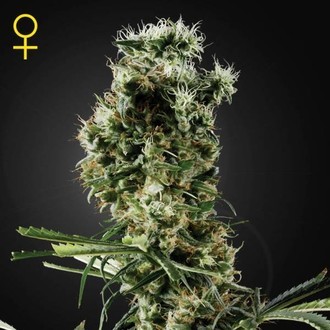 Arjan's Haze 2 (Greenhouse Seeds) feminizada