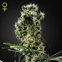 Arjan's Haze 2 (Greenhouse Seeds) feminizada