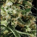 Arjan's Haze 2 (Greenhouse Seeds) feminizada