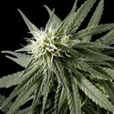 Arjan's Haze 2 (Greenhouse Seeds) feminizada
