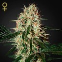 Arjan's Haze 3 (Greenhouse Seeds) feminizada