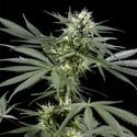 Arjan's Haze 3 (Greenhouse Seeds) feminizada