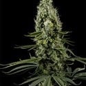 Arjan's Haze 3 (Greenhouse Seeds) feminizada