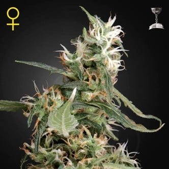 Arjan's Ultra Haze 1 (Greenhouse Seeds) feminizada