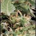 Arjan's Ultra Haze 1 (Greenhouse Seeds) feminizada