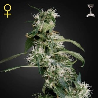 Arjan's Ultra Haze 2 (Greenhouse Seeds) feminizada