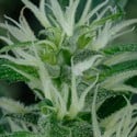 Mango Haze (Greenhouse Seeds) feminizada