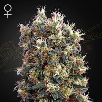 The Church (Greenhouse Seeds) feminizada