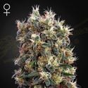 The Church (Greenhouse Seeds) feminizada