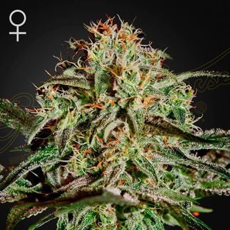 A.M.S. (Greenhouse Seeds) feminizada